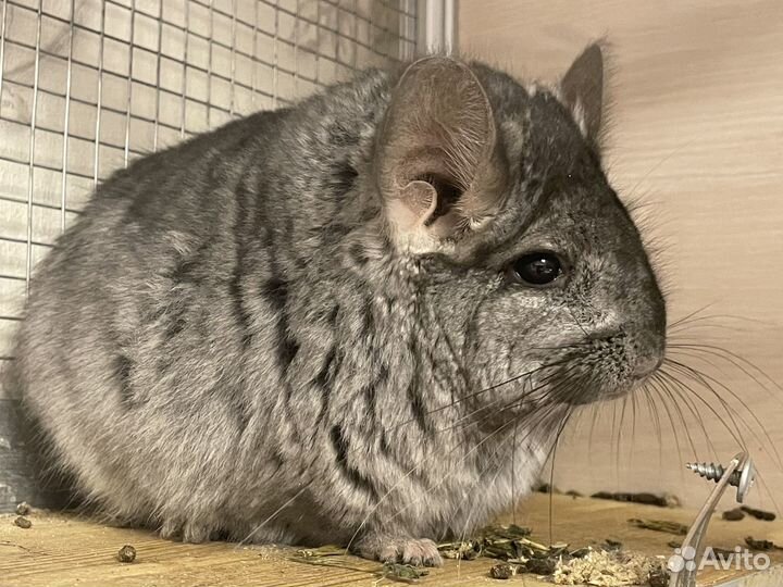Шиншилла ангора эбони светлый самец