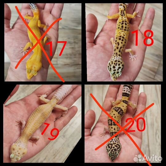 Эублефары 2022-2023