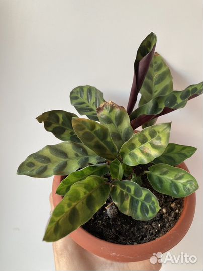 Калатея лансифолия ланцетная