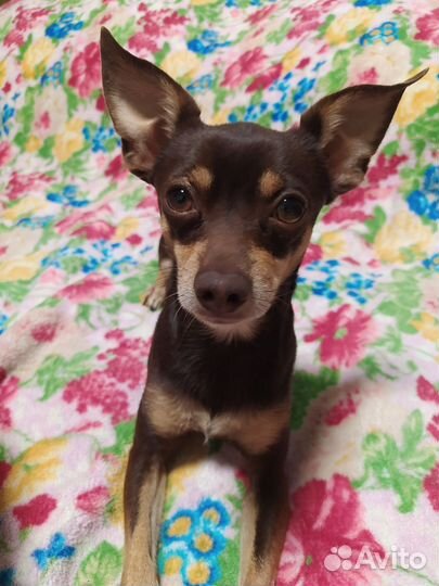 Вязка той-терьер