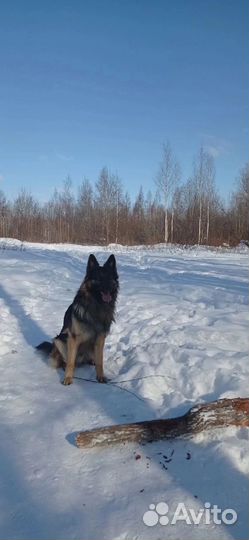 Щенки немецкой длинношерстной овчарки