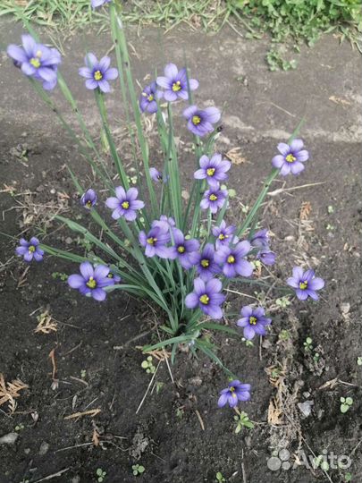 Голубоглазка узколистная (сисюринхий узколистный)