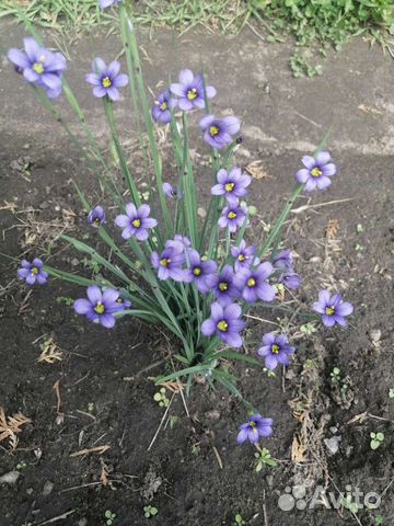 Голубоглазка узколистная (сисюринхий узколистный)