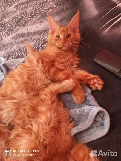 Котята мейн-кун 6 мальчиков и 6 девочек