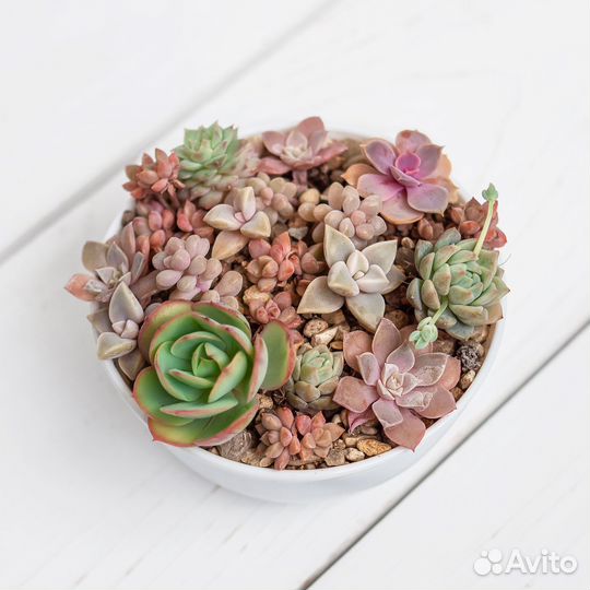 Мини-садик из суккулентов (эчеверий)