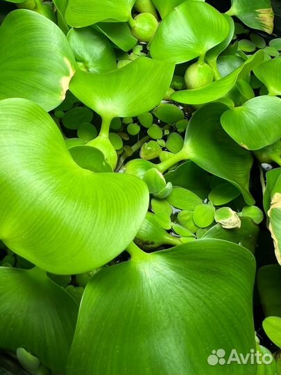 Аквариумные растения