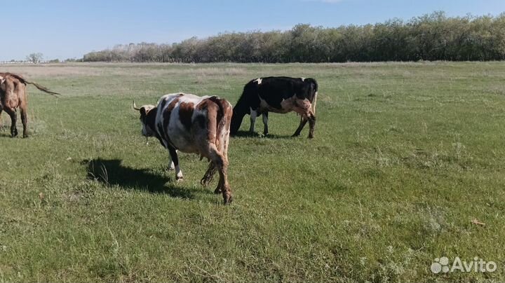 Корова дойная