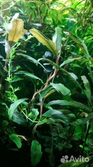 Аквариумные растения