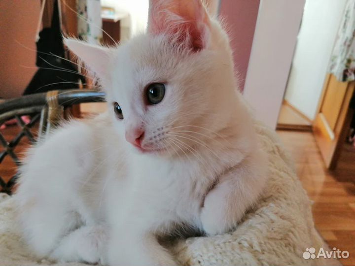 Котята с доставкой