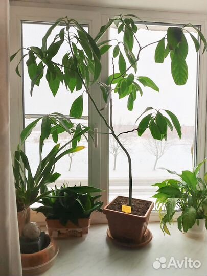 Авокадо крупномер