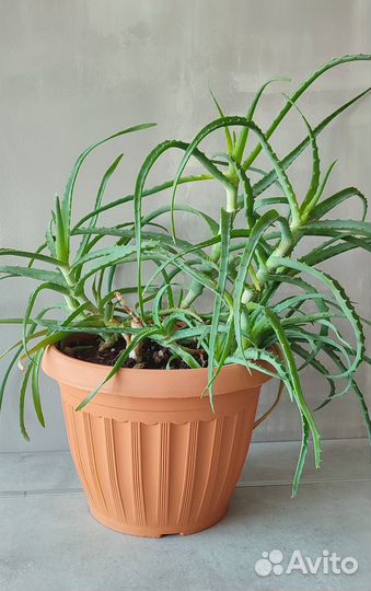 Алоэ с горшком
