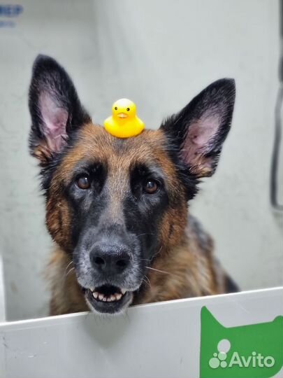 Груминг собак и кошек. Грумер