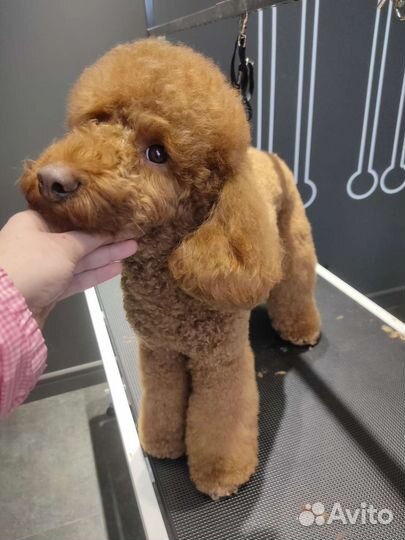 Стрижка собак и кошек. Груминг собак и кошек