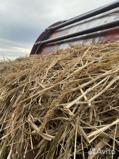 Сено в рулонах луговое,суданка, просянка