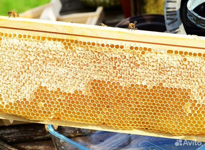 2024 Мёд натуральный из Алтая опт