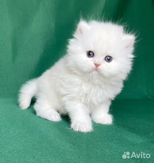 Персидская шиншилла