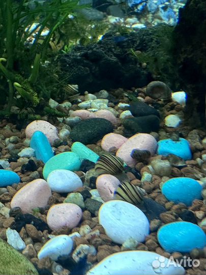 Улитки Спикси 