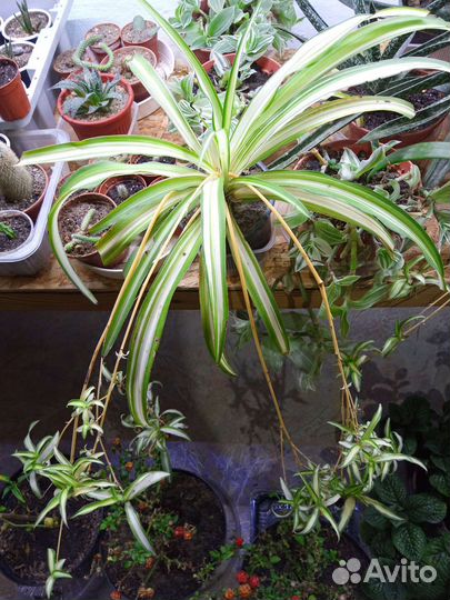 Хлорофитум