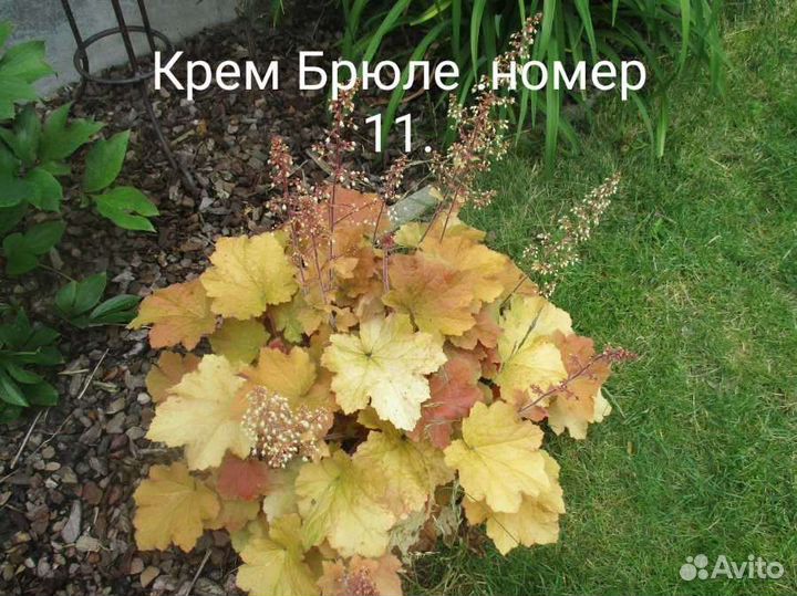 Гейхеры