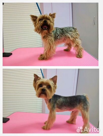 Модели собак