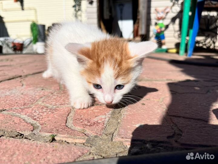 Котенок в добрые руки