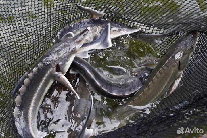 Царская свежемороженная рыба