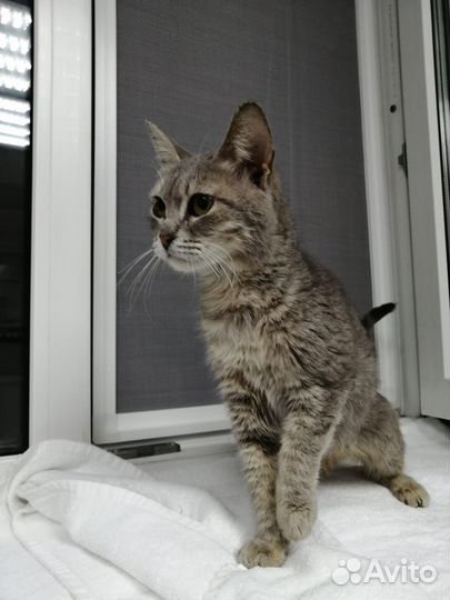 Котенок девочка