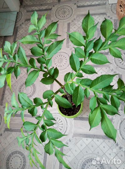 Аморфофаллус