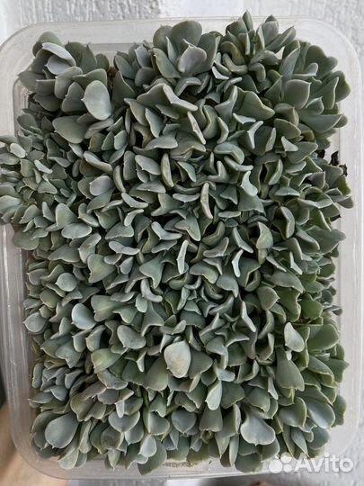 Эчеверия Топси Турви суккулент