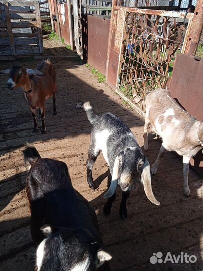 75% нубийской породы + битал