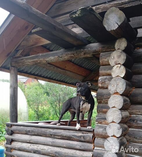 Собака стаффорд