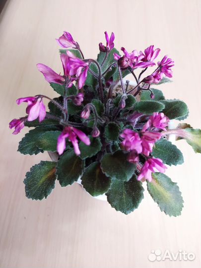 Комнатные растения