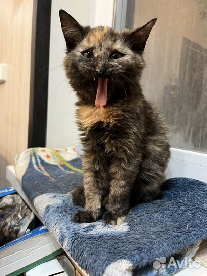 Брошенные котята