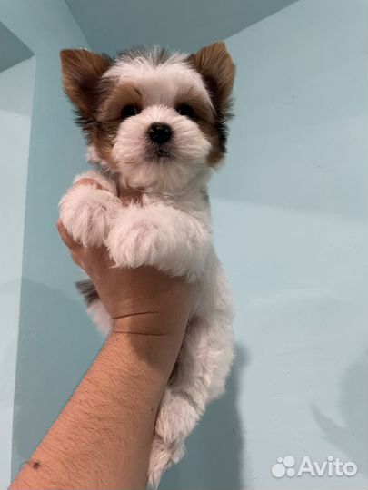 Кукольный мини мальчик йорк тедди