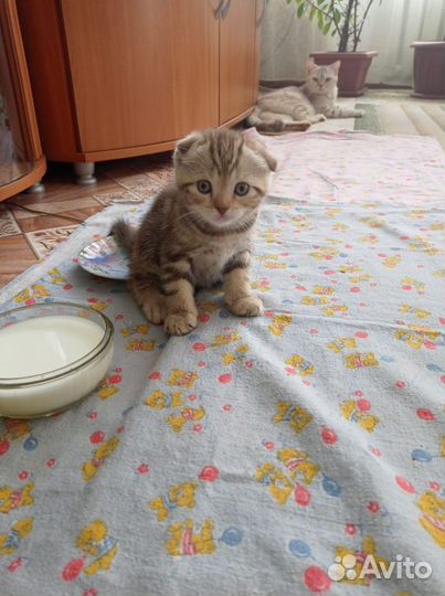 Шотландская