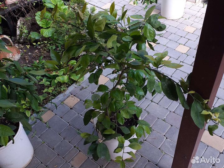 Мандарин уншиу