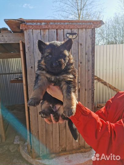 Щенки немецкой овчарки