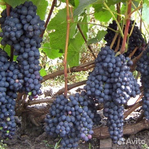 Виноград черный Потапенко