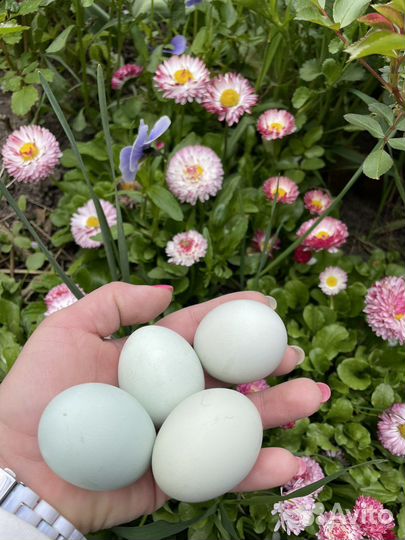 Инкубационное яйцо