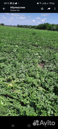 Продам арбуз оптом