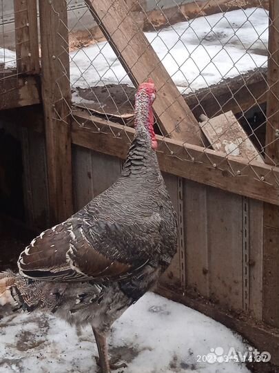 Индюк бронза