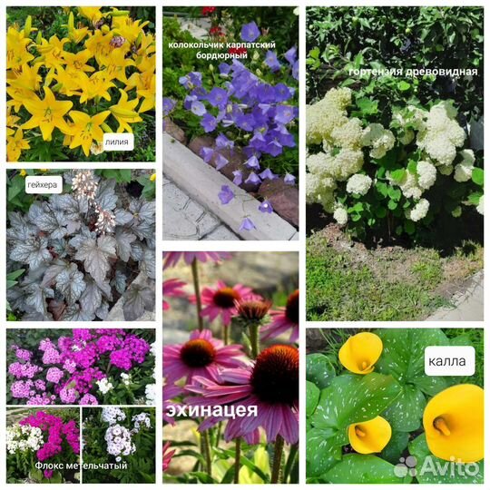 Цветы многолетник лилия смолка гортензия