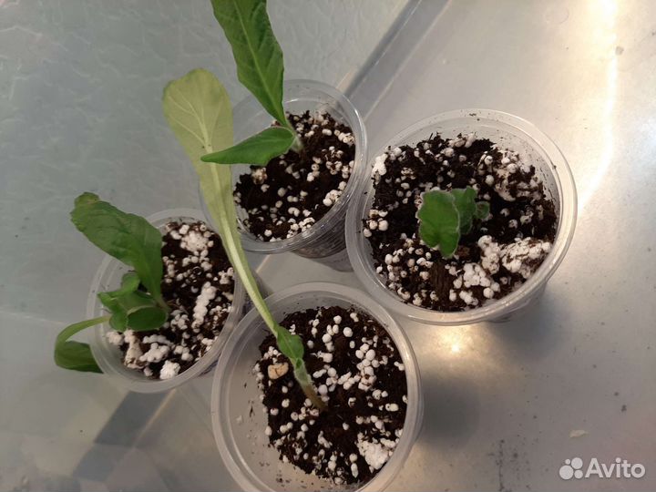 Стрептокарпусы набор