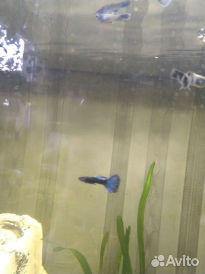 Гуппи сине зелёные.малахит