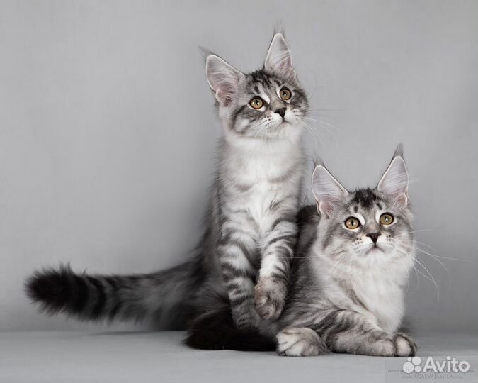 Мейн-кун всё как вы хотите