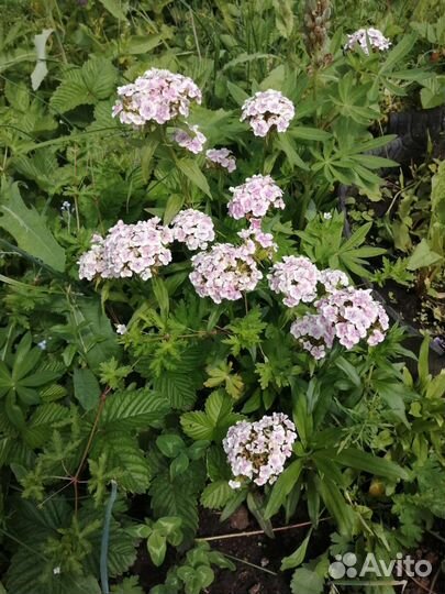 Турецкая гвоздика