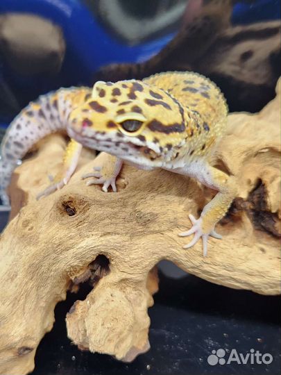 Геккон эублефар