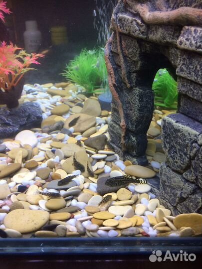 Псевдоскат (севилья)