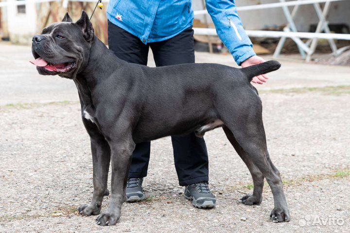 Кинолог (занятия с собаками). Зоопсихолог