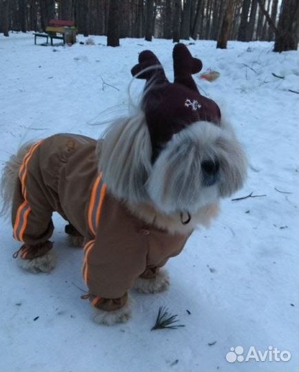 Шапка для собачки